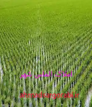 فروش زمین کشاورزی