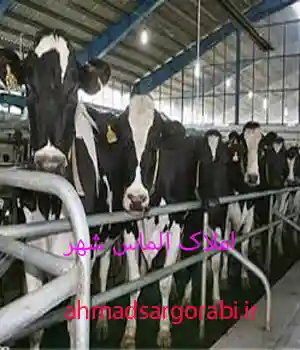 خرید و فروش گاوداری