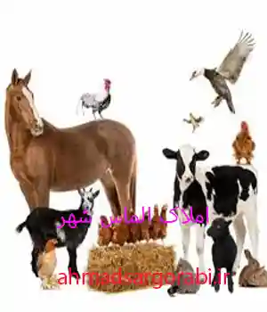 خرید و فروش دامداری